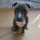 Blue con 2 meses y 3 semanas